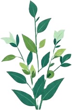 a green plant with leaves on it 3.jpg